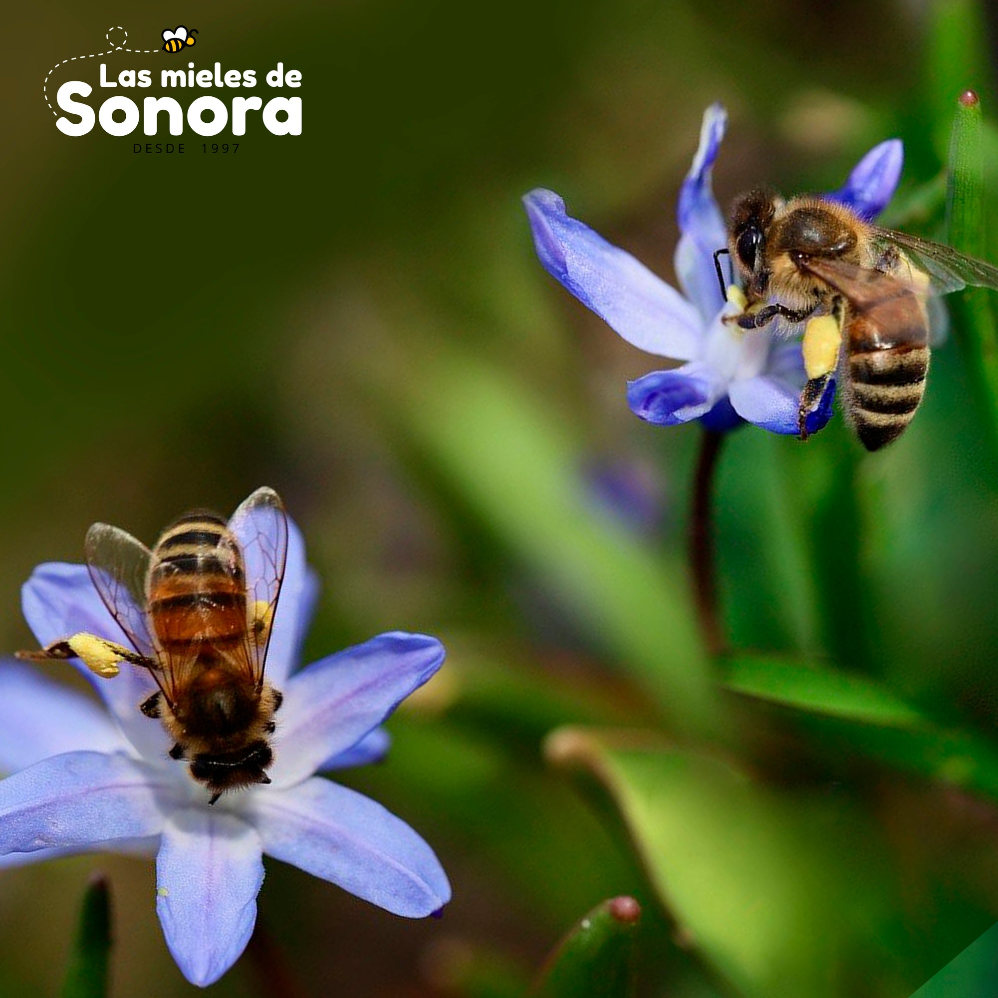 7 maneras de ayudar a las abejas desde casa