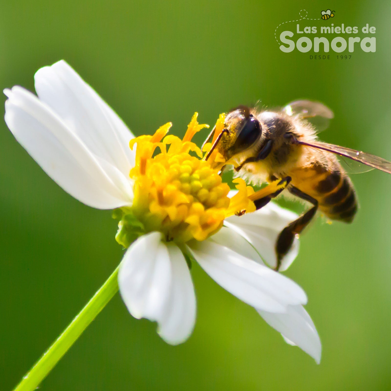 La Polinización es vital para la vida