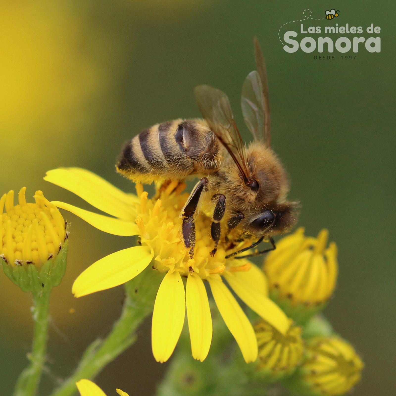 La apicultura en México y la llegada de la abeja Melífera