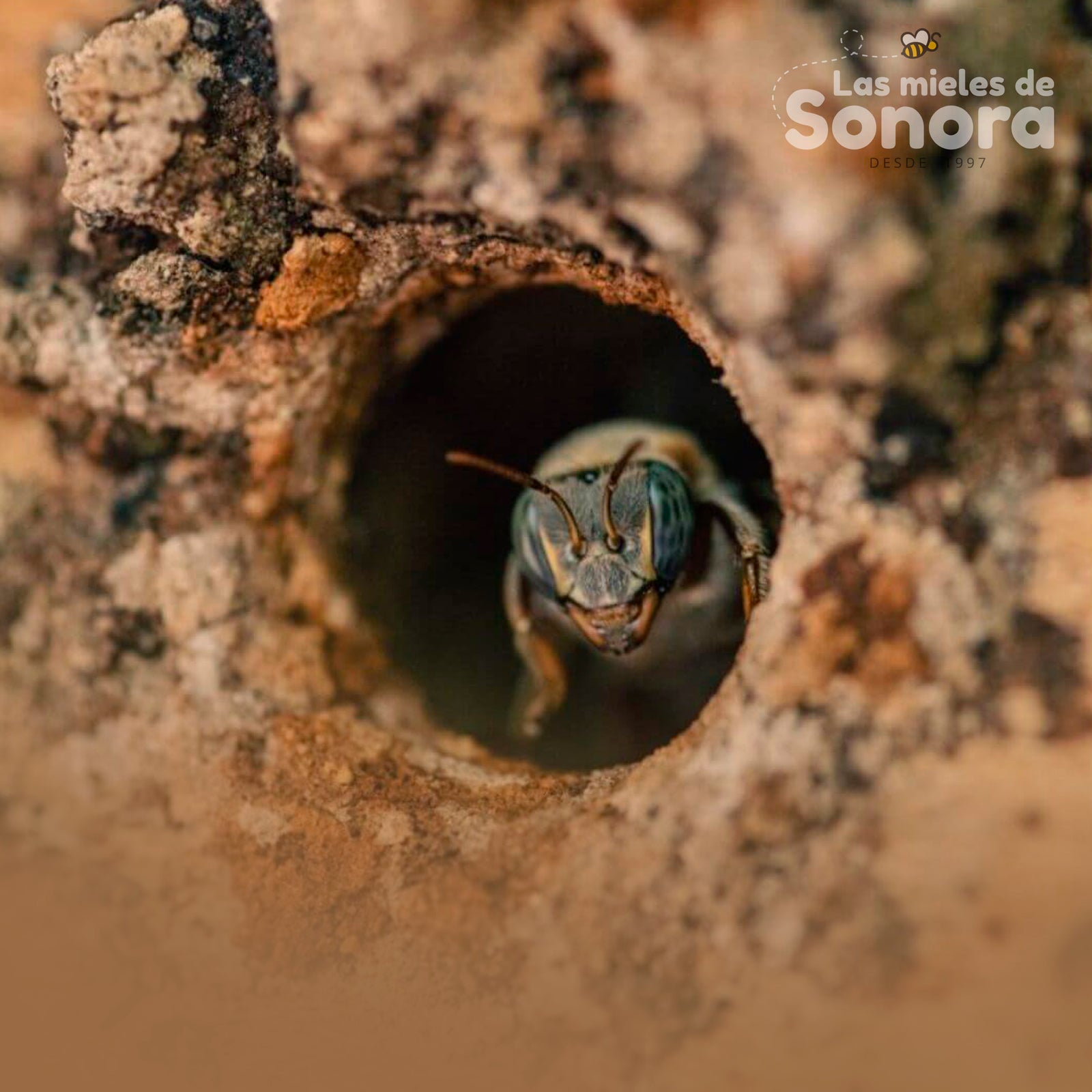 Abeja Melipona, la abeja sagrada maya