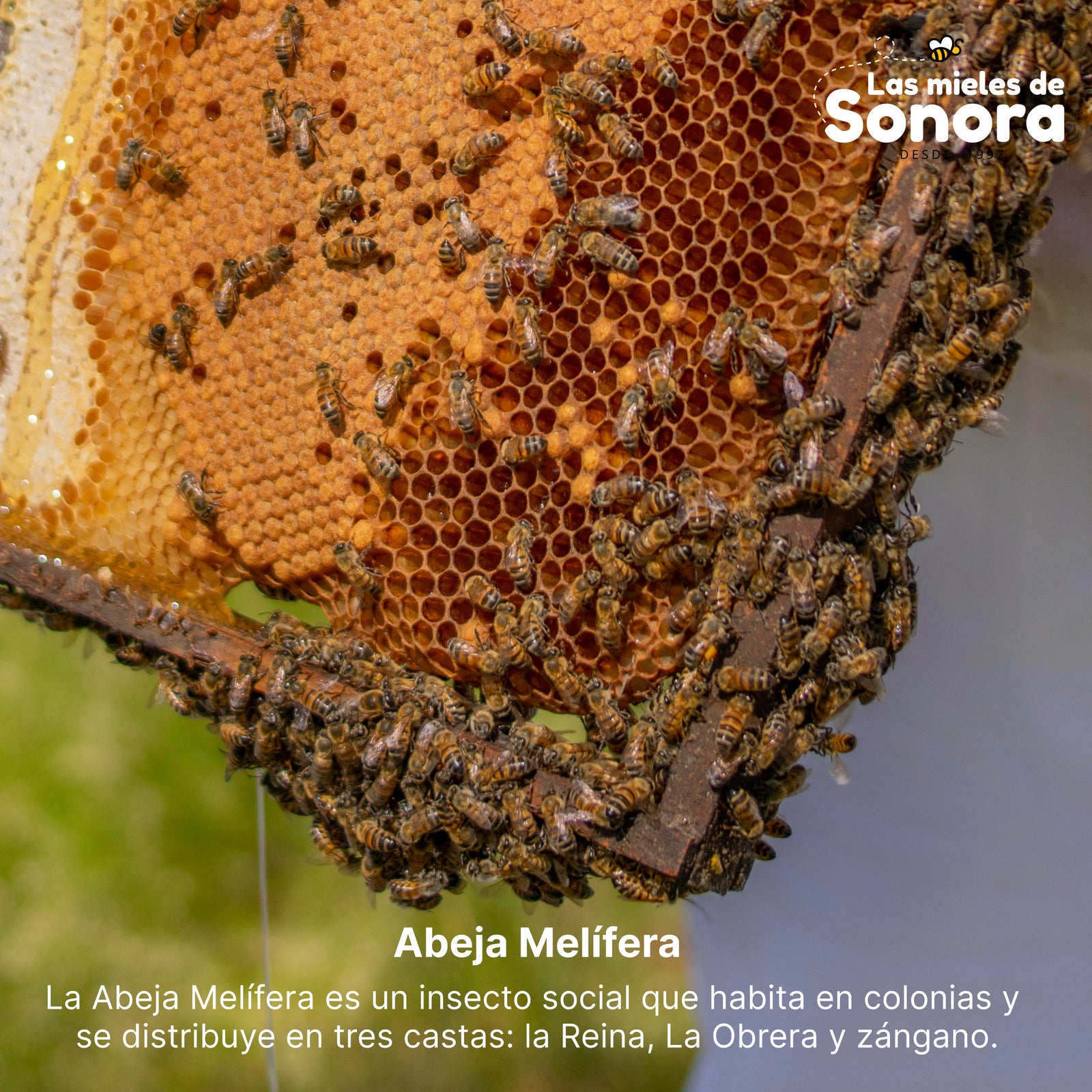 Abeja Melífera