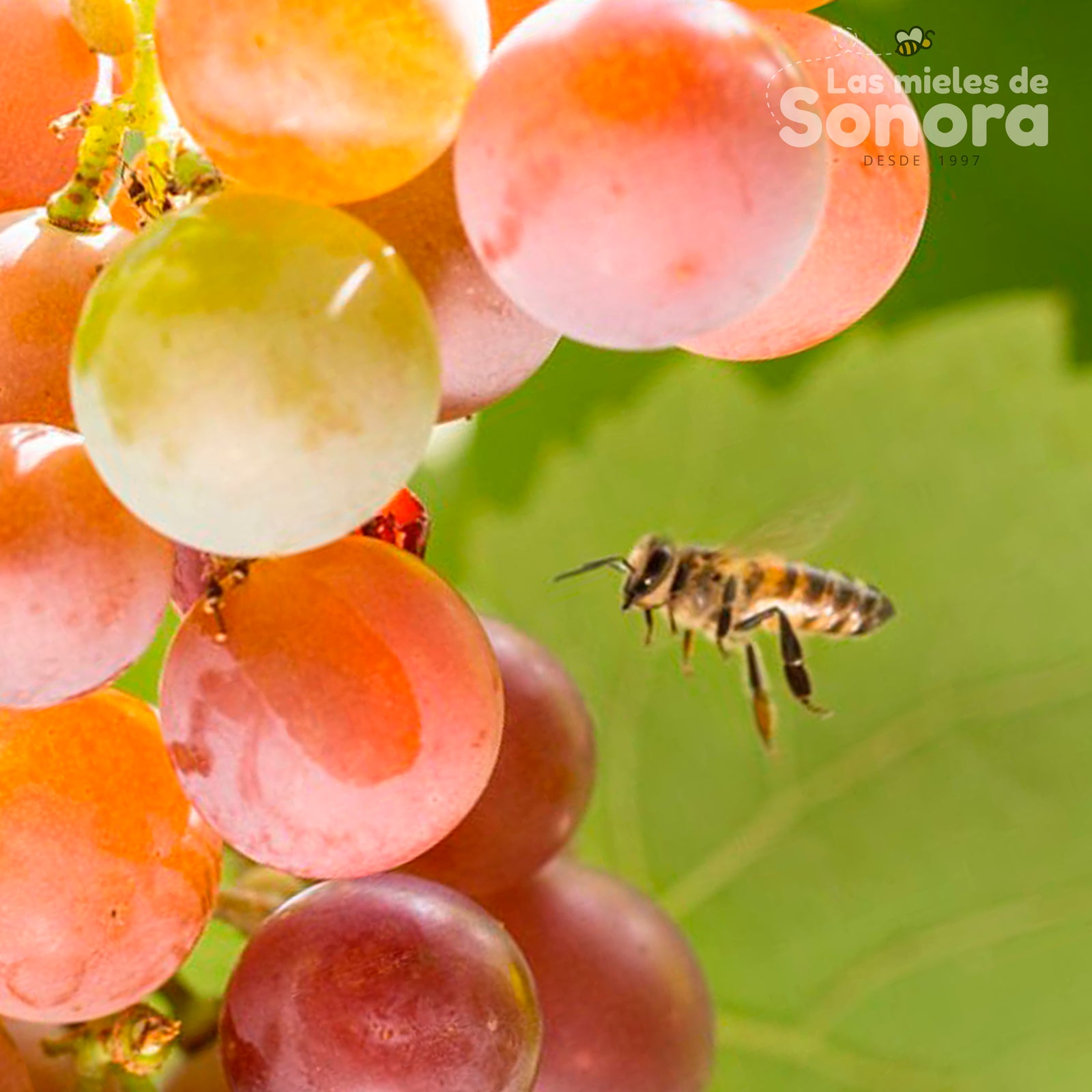 Tipos de miel y sabores  que procesa las abejas
