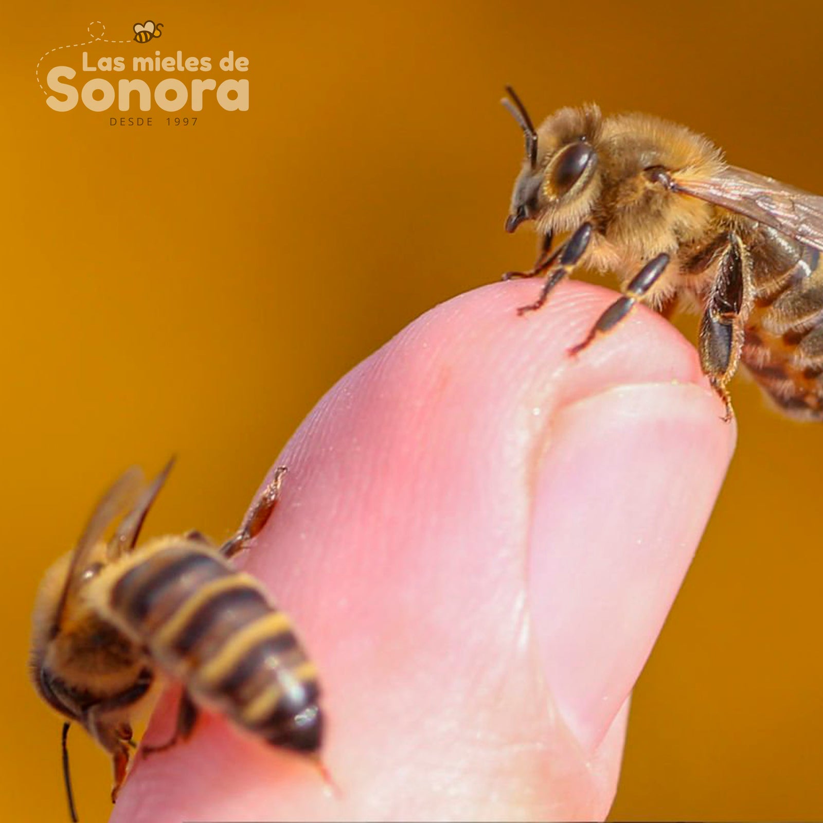 Los beneficios del Veneno de Abeja