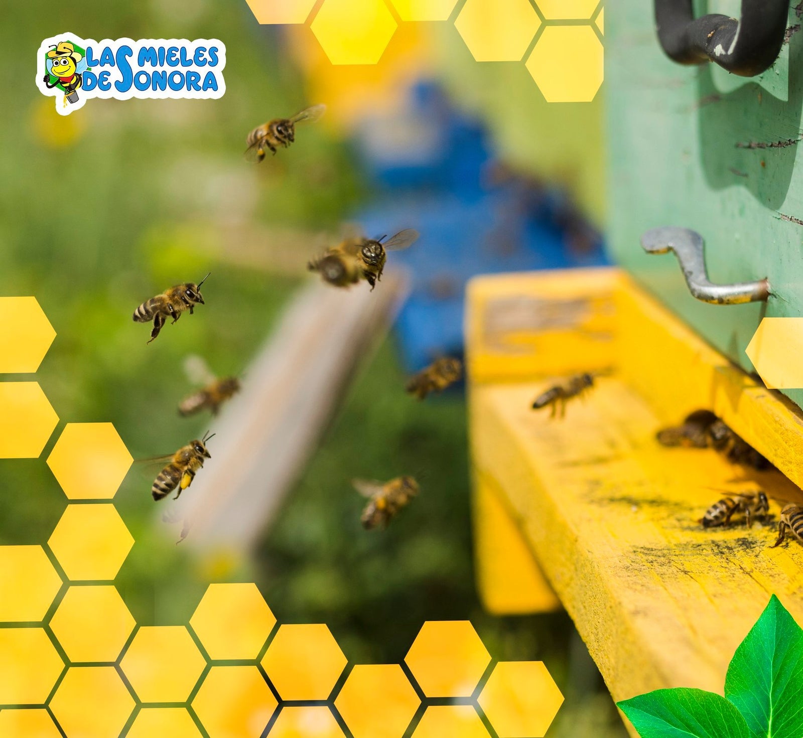 La apicultura en nuestro país.