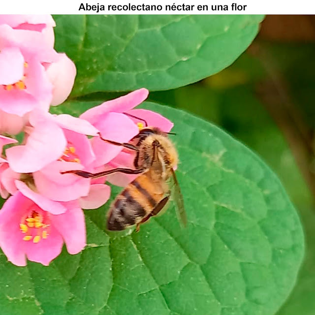 EL MUNDO DE LAS ABEJAS