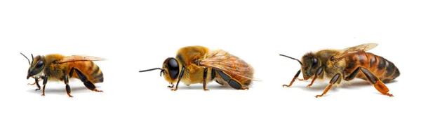 El Mundo de Las Abejas